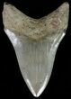 Serrated, Lower Megalodon Tooth - Georgia #69772-2